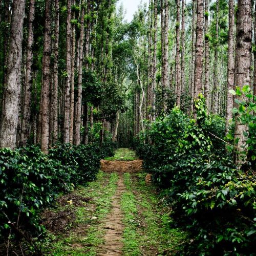 Coffee estates in Chikmagalur